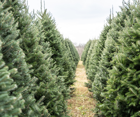 Christmas trees - canva.png