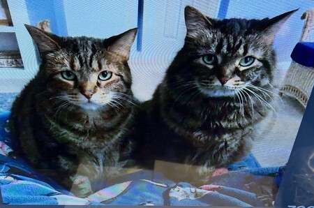 two cats adopted from Kane County Animal Control.jpg