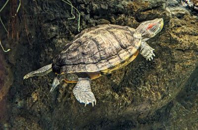 As the days get longer and the sunshine gets stronger, aquatic turtles will be rousing from brumation- a cold-blooded creature's equivalent of hibernation- and rising to the water's surface to bask on rocks and logs. 