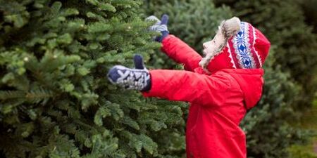 There are several unique places for Christmas trees in Kane County. 