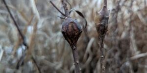 Round galls on the stems of goldenrod are the work of the goldenrod gall fly, Eurosta Solidaginis, while elliptical galls are created by a moth, Gnorimoschema gallaesolidaginis.