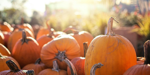 Pumpkin picking 2025