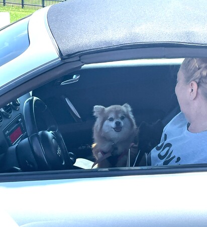 Just one of the many dogs waiting for their rabies vaccine