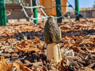 A Ravenel's stinkhorn grows amid the wood chips at a local playground. These powerful decomposers, it turns out, are mighty stinkin' strong.