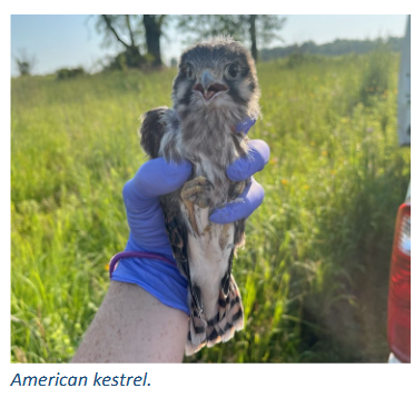 American Kestrel 