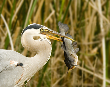 Danger, yellow bullheads! Danger!  The schreckstoff, or 'scary stuff' present in the skin cells of the fish in this heron's bill likely saved other bullheads from a similar fate.
