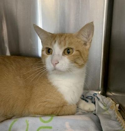 Animals like Thistle at the Kane County Animal Control need a furever home.