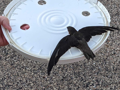 A rescued chimney swift fledgling.