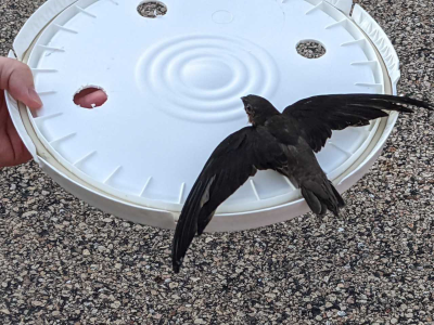 A rescued chimney swift fledgling. 