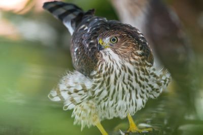 This young Cooper's hawk can be identified by its immature plumage- a brown back, white breast with crisp brown streaks- as well as its light-colored eyes. Adult birds have a bluish-gray back, orangish bars on the breast and red eyes.