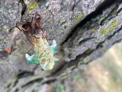 Hello world!  After spending somewhere between two and five years underground, this cicada sheds its hard outer covering one more time in preparation for its final stage of life. 