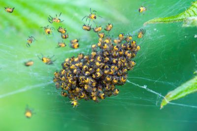 Up, up and away! Spider hatchlings need to disperse quickly, making use of silken strands, wind and electrostatic forces in a phenomenon known as ballooning. 