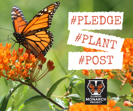 Illinois Monarch Project