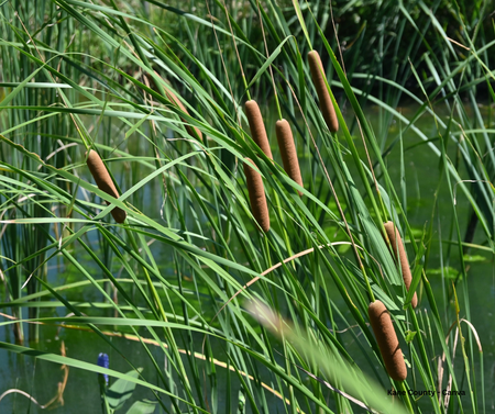 Invasive hybrid cattail and common reed have increasingly displaced native plants