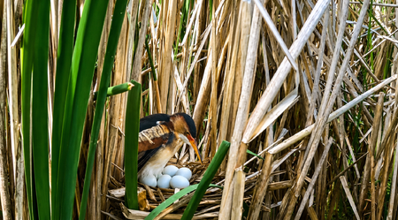 Least Bittern with nest  - pictures from Kane County Forest Preserve social media post 