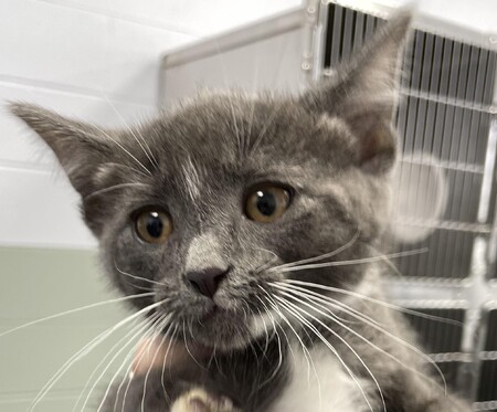 Meet Dame Judi Dench (the kitten) 