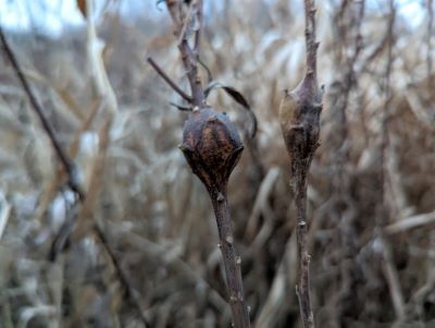 Round galls on the stems of goldenrod are the work of the goldenrod gall fly, Eurosta Solidaginis, while elliptical galls are created by a moth, Gnorimoschema gallaesolidaginis. 