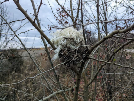 The "fluff" in this photo is milkweed floss, carried up to a vacated bird nest by an industrious mouse.  Buoyant, soft and water resistant, milkweed floss is a material with many desirable characteristics. 
