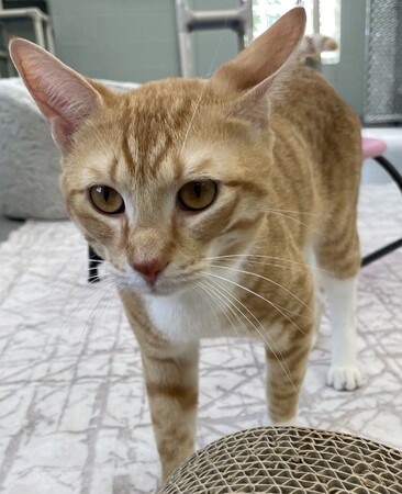 Meet Dodgeball 