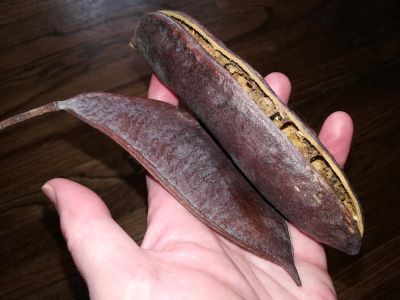 The reddish-brown pods of the Kentucky coffeetree contain seeds that were once used as a coffee substitute, and, even further back, as food for Ice Age megafauna. 
