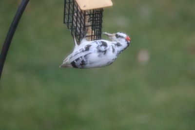 This hairy woodpecker, identified by the size of its bill rather than its plumage, this winter has been an infrequent visitor to a birdfeeder in Campton Township. Credit:  Leslie Martin