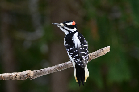 Hairy woodpeckers can be distinguished from downies by their larger size, larger bill in relation to the head and a lack of spots on the outer tail feathers. Credit:  Carol Hamilton