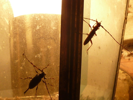 Graphisurus long-horned beetle pair.JPG