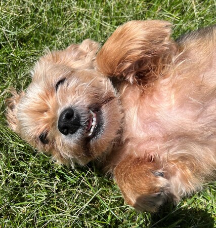 “Old dogs can be a regal sight. Their exuberance settles over the years into a seasoned nobility, their routines become as locked into yours as the quietest and kindest of marriages.” Gail Caldwell, Author