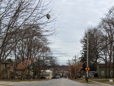 Bald-faced hornet nests, like this large one in St. Charles, are revealed when the leaves fall from the tree.  The former residents, a type of paper wasp, are gone but their frozen remains can provide valuable protein to winter wildlife