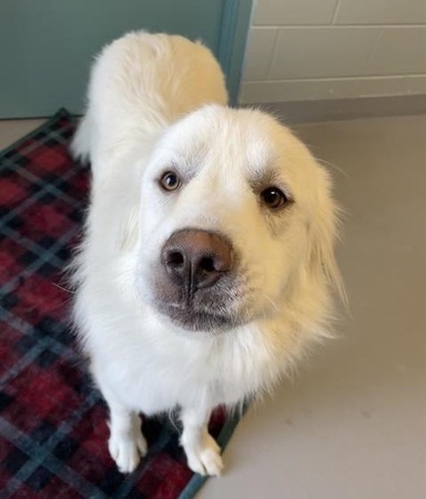 Roman, a white Great Pyrenees mix, was found as a stray and brought to Kane County Animal Control. 