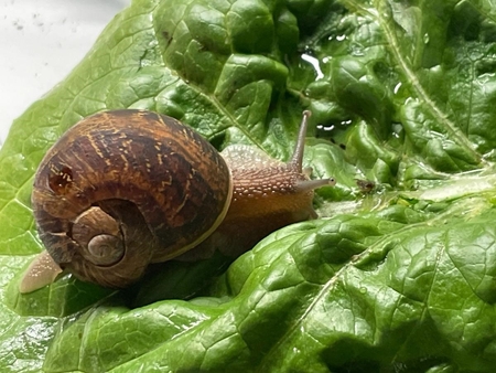 Having hitchhiked a ride to Illinois from California, and despite a fractured shell, this snail is now living comfortably in a terrarium in DeKalb County.  Photo by Peggy Anesi