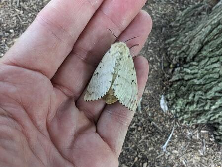 Despite attempts to eradicate it, the spongy (formerly gypsy) moth continues to impact trees throughout our area.  This female, full of eggs, was found in Mt. St. Mary Park in St. Charles in July 2023. 