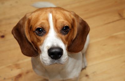 100 beagles rescued from a breeding and research facility in Virginia are arriving in Kane County the second week in August and will need foster homes!