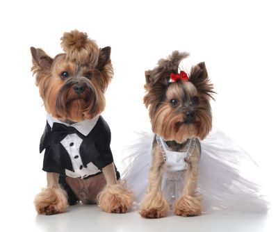 Kane County hopes to become the next site of the world's largest dog wedding.