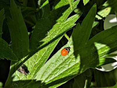 Measuring right around 4 mm, or just over 1/8 in. in length, the polished or 'spotless' lady beetle is one of our area's native ladybug species. 