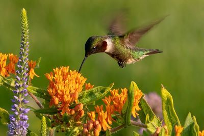 Mother Nature makes it best: A ruby-throated hummingbird (Archilochus colubris) samples the nectar at a butterfly milkweed (Asclepias tuberosa) also known as butterflyweed.  Photo Credit:  Karel Bock/iStock
