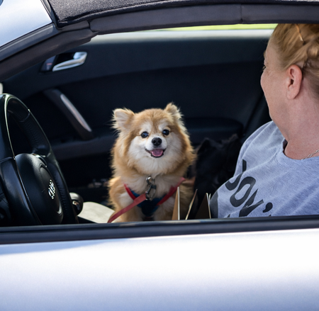 The clinics make it easier for pet owners to protect their animals and comply with Illinois law.