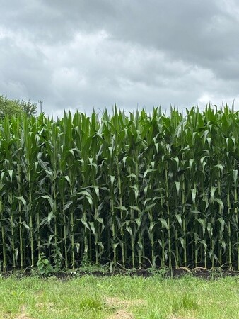 A new state program is helping farmers in Kane County protect soil and water while keeping local agriculture strong. 