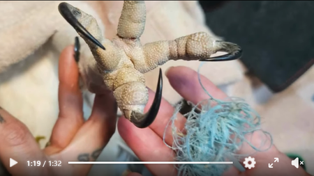 Bird Rescue 2.png