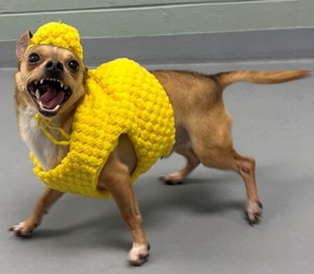 Logan pineapple.jpg