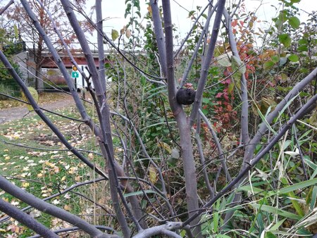 Black walnut in tree at MSM.jpg