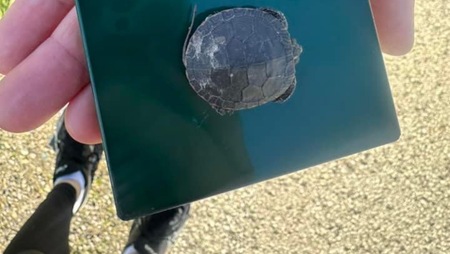 Turtle Crossing 3.jpg