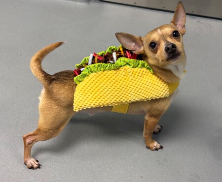 https://kcc.kanecountyil.gov/KCC/PublishingImages/Logan%20taco.jpg