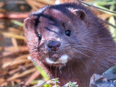 With egg-laying season nearly upon us, mink will be on the move, taking advantage of the bountiful buffet. 