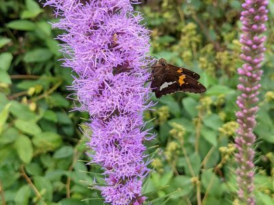 A-ha! Native plants attract native pollinators and a host of other wildlife.  Here a silver-spotted skipper sips nectar from blazing star, a prairie plant that thrives in full sun. 