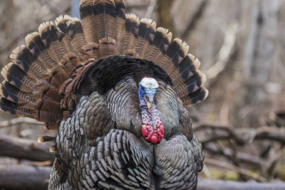 The wild turkey, Meleagris gallopavo, was never a candidate for our nation's symbol, but it did help Benjamin Franklin advance his study of electrictity. 