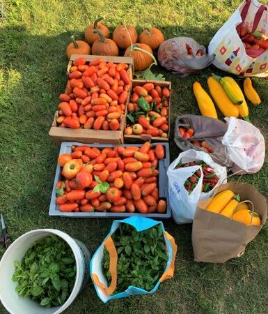 Kane County donated 1,031 pounds of produce to the Batavia Interfaith Food Pantry in its first growing season. 