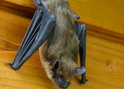 There are only certain times during the year homeowners may remove bats from "non-living" areas. 