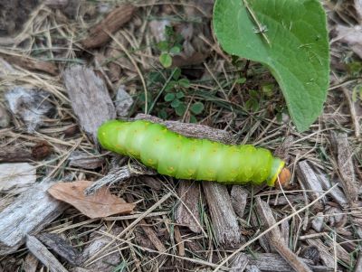 Polyphemus caterpillars- as well as the caterpillars of many other moth and butterfly species- spend the winter among downed leaves- a great reason to "leave the leaves" until warm temperatures return. 