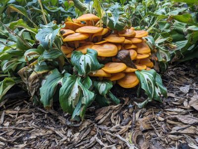 Jack-o'-lantern mushrooms have many fine qualities, but edibility isn't one of them. While not deadly, the symptoms it induces are described as 'making one wish they were dead.' Photo credit:  Louis Vannatta. 